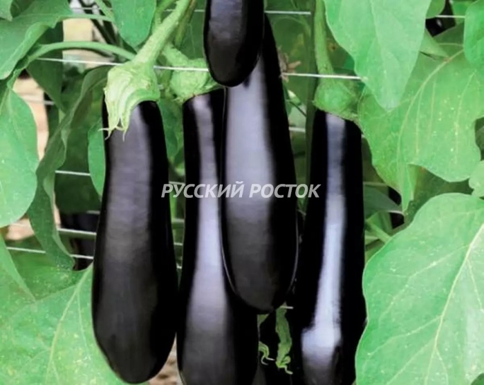 Баклажан каратая f1