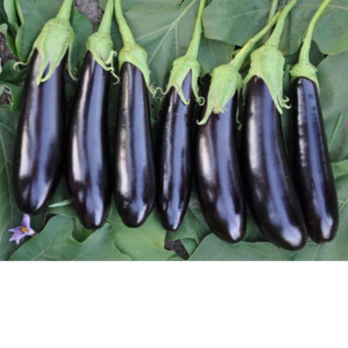 Баклажан султан