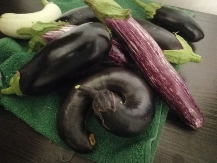 Баклажан армянский сорт