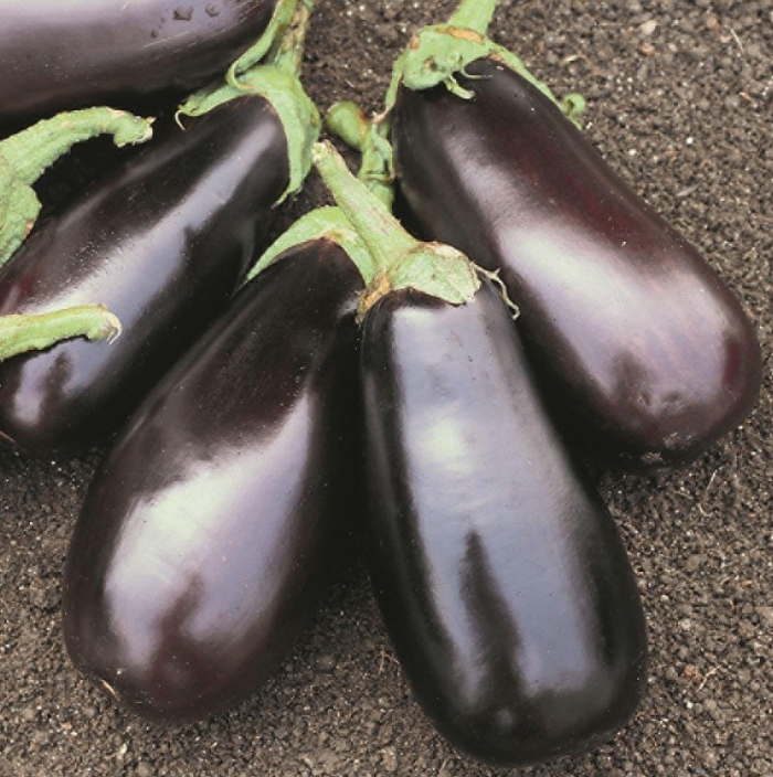 Баклажан дестан f1