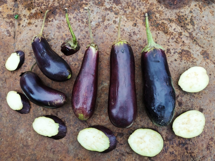 Баклажан фрегат