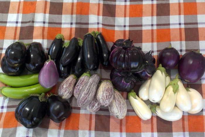 Баклажан смесь суперранних сортов