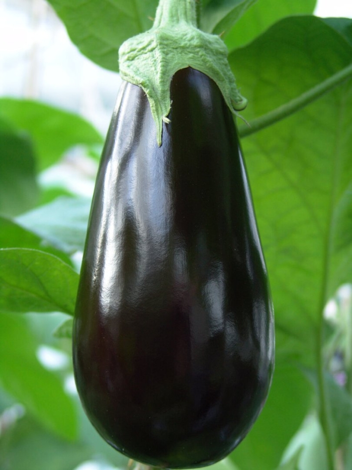 Баклажан черный красавец