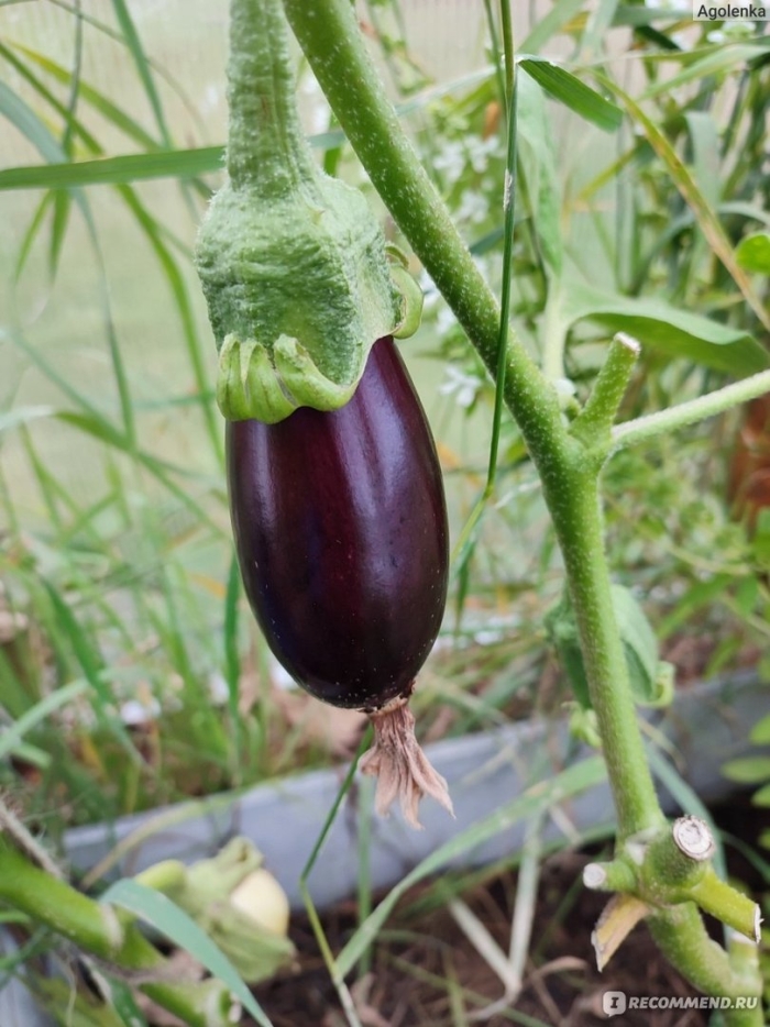 Баклажан грибной вкус аэлита цх