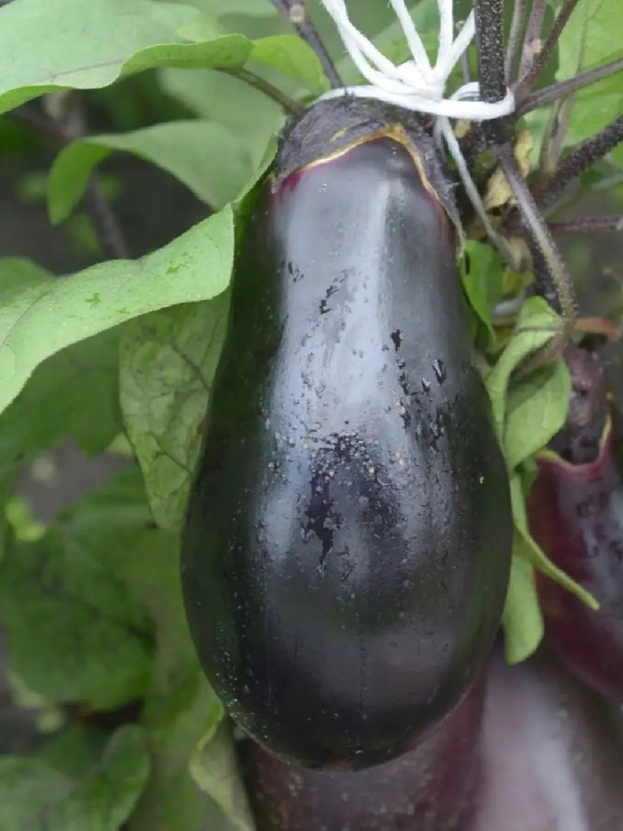 Баклажан японский карлик