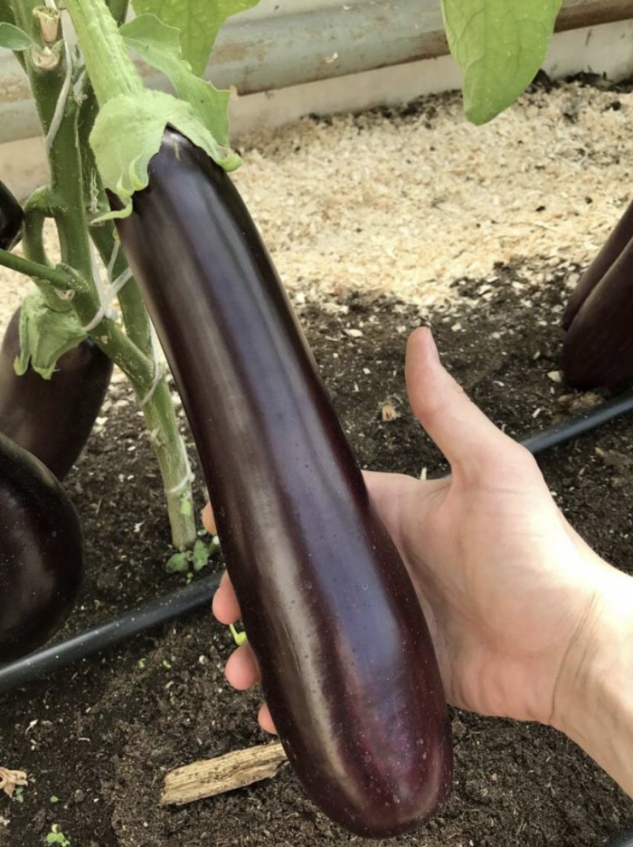 Баклажан сорт халиф