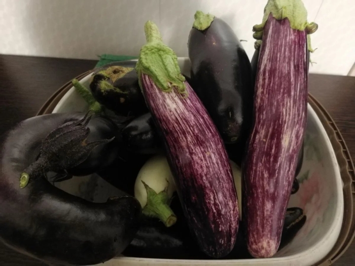 Баклажан цаконики