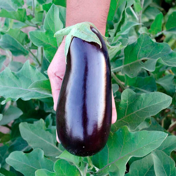 Алмаз баклажан f1