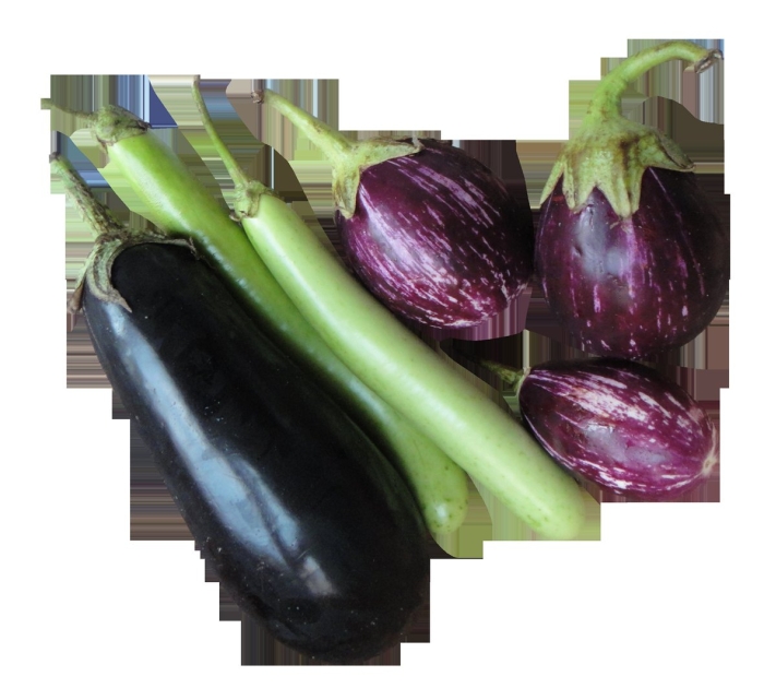 Aubergine brinjal eggplant
