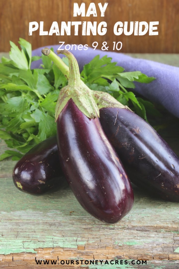 Баклажан анатолия f1