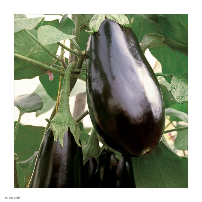 Баклажан сорта