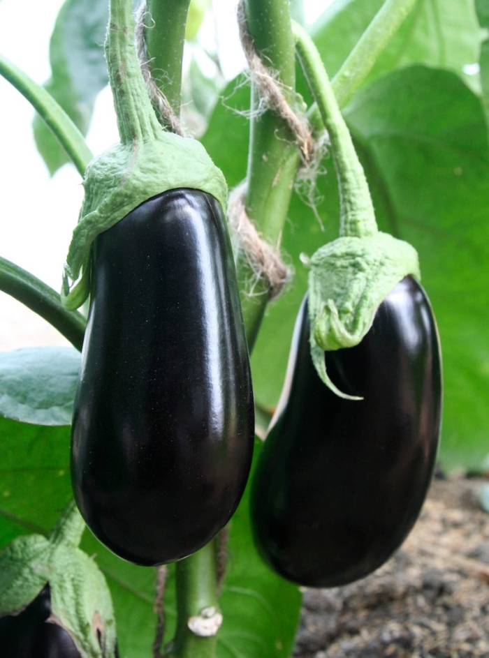 Сорт баклажан альмалик