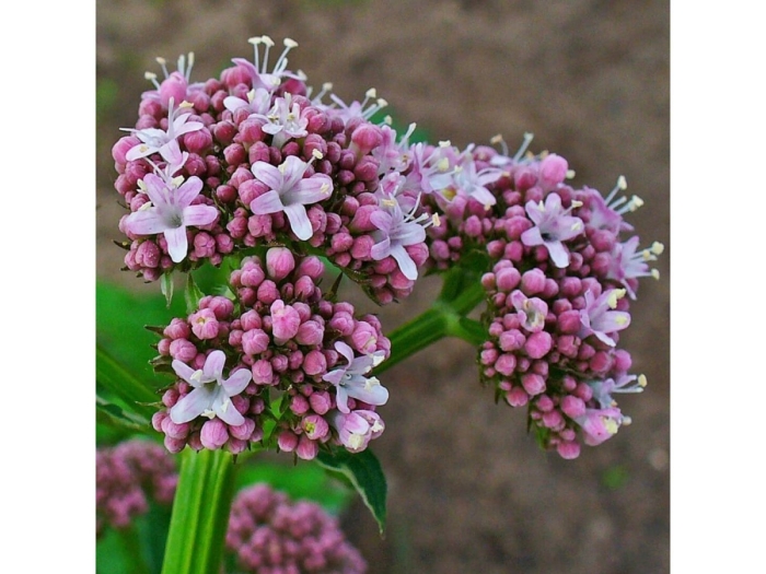 Валериана оффициналис valeriana