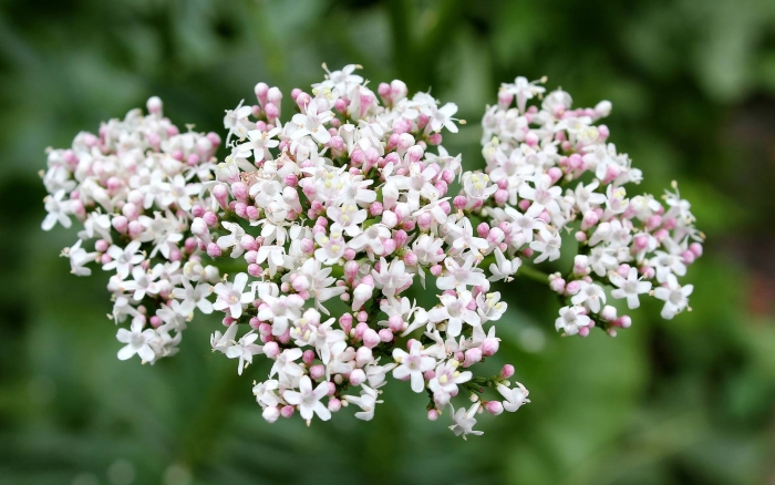 Валерьяна лекарственная