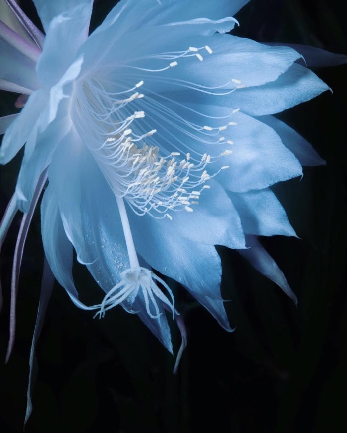 Милантэ лунный цветок