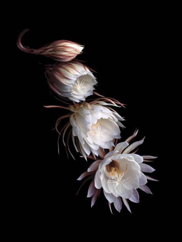 Милантэ лунный цветок