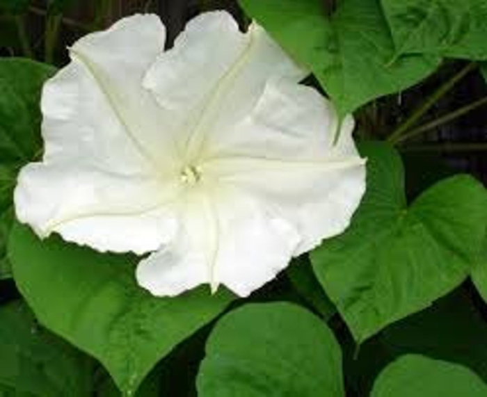 Лунный цветок ipomoea alba