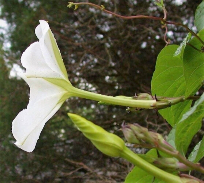 Ipomoea alba