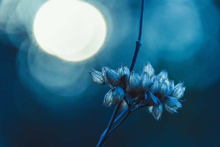 Ночной цветок луноцвет