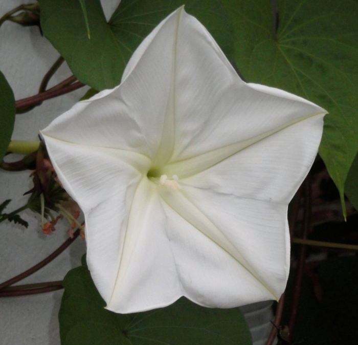Ипомея белая