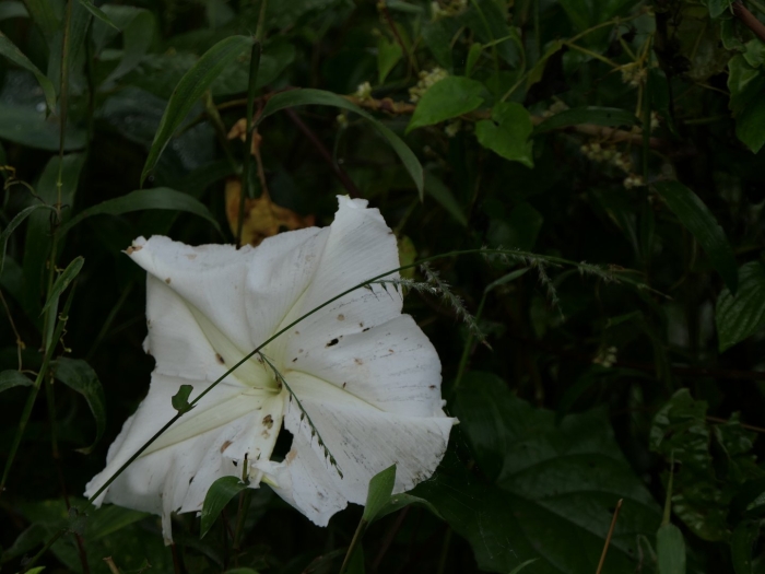 Ipomoea violacea