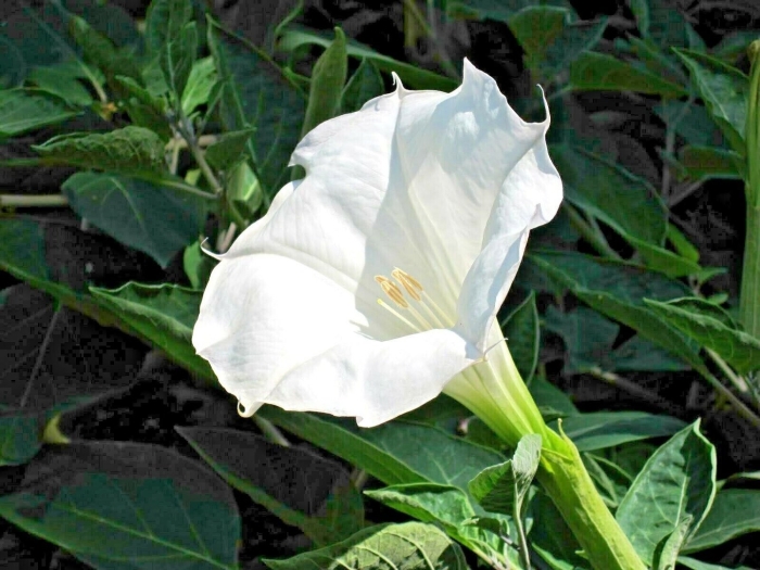 Луноцвет датура