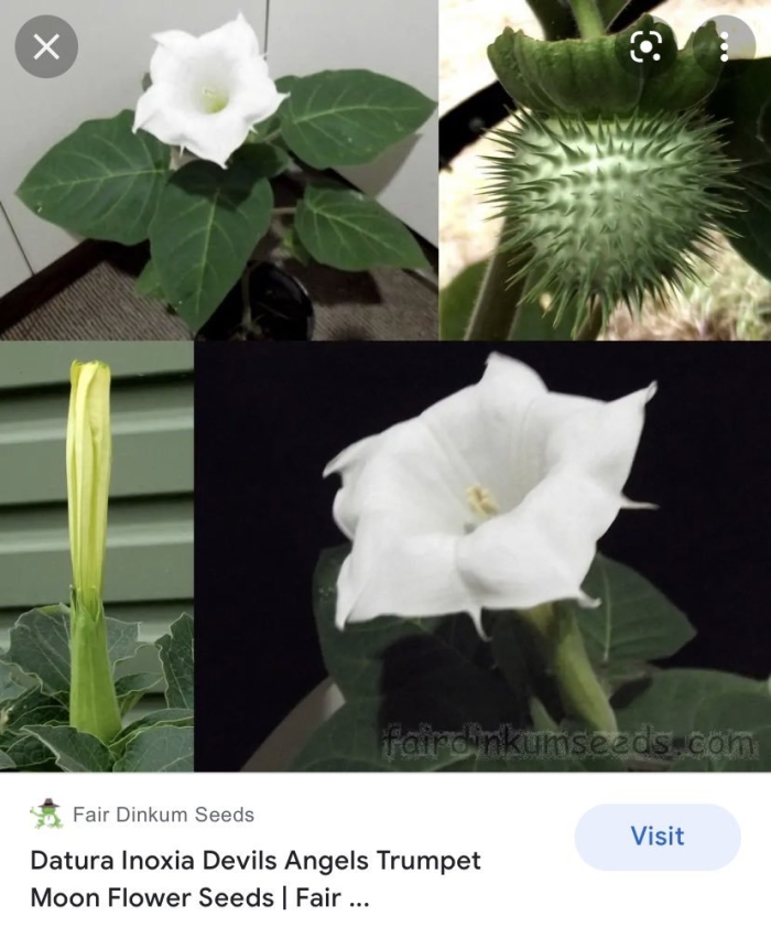 Дурман обыкновенный