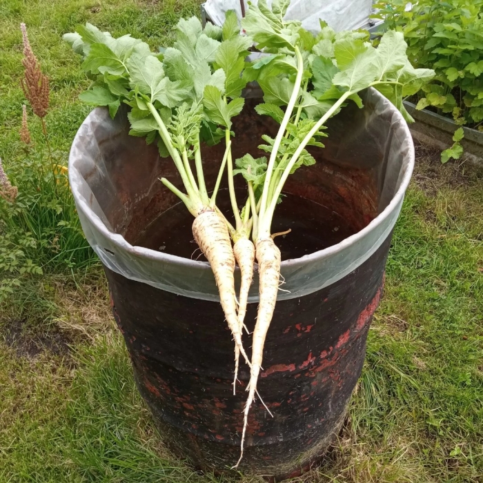 Пастернак корнеплод