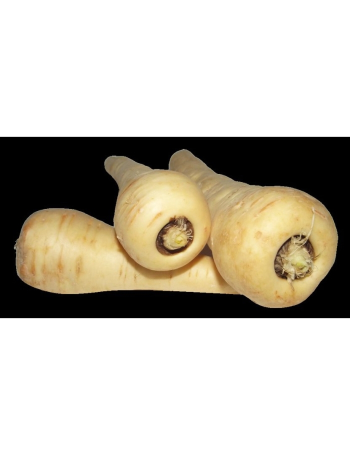 Пастернак корень