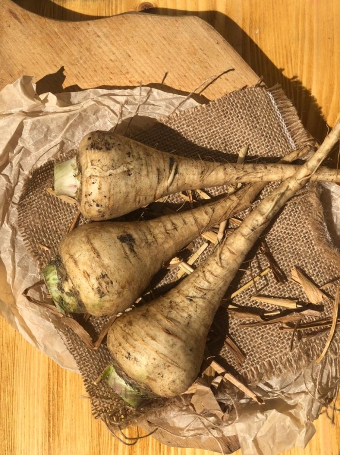 Пастернак корнеплод