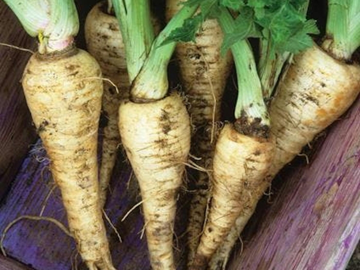 Пастернак посевной