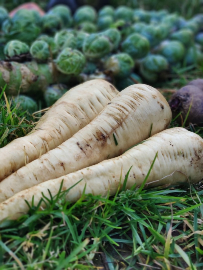 Пастернак овощ