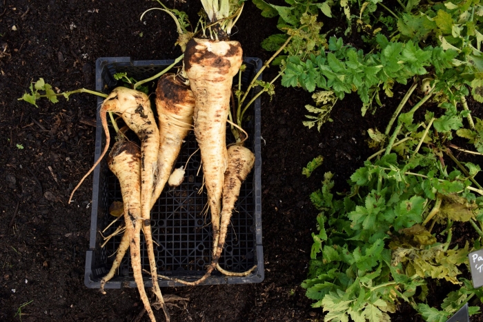 Пастернак овощ