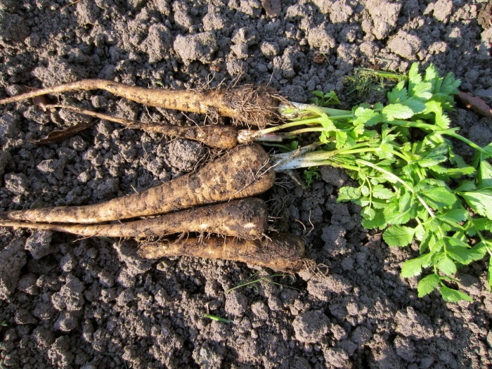 Пастернак посевной корнеплоды