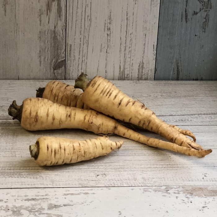 Пастернак растение