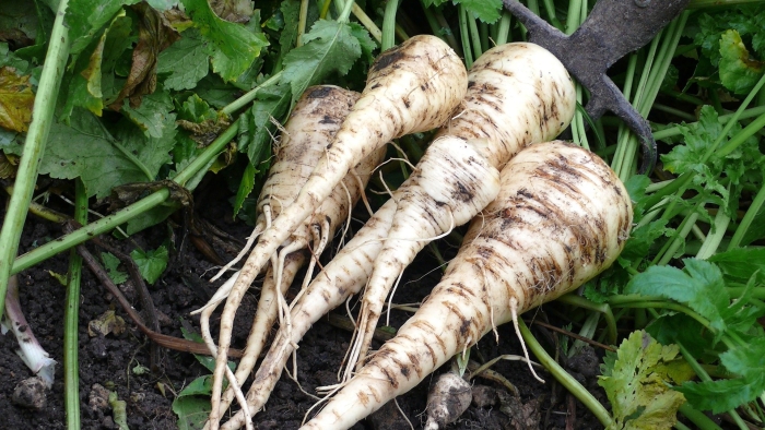 Пастернак растение корнеплод