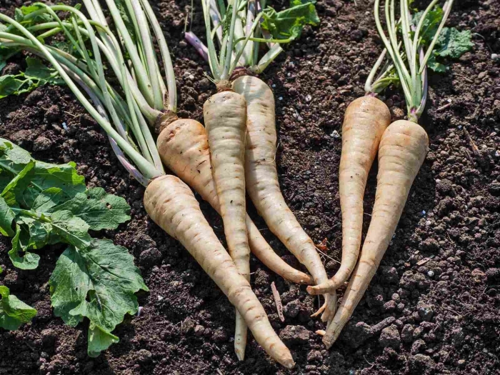 Пастернак корнеплод