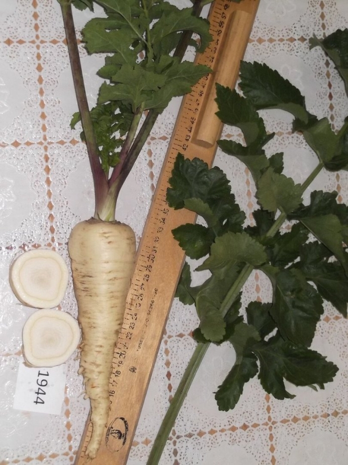 Растение пастернак