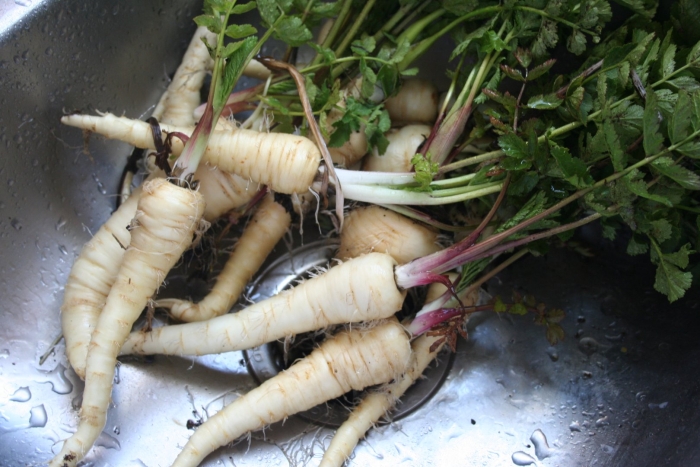 Петрушка корнеплод