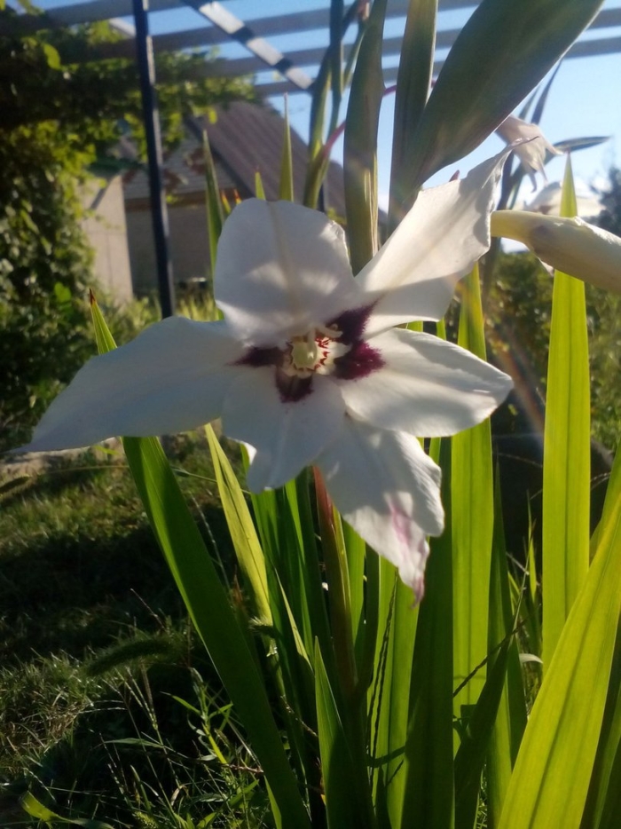 Душистый гладиолус ацидантера