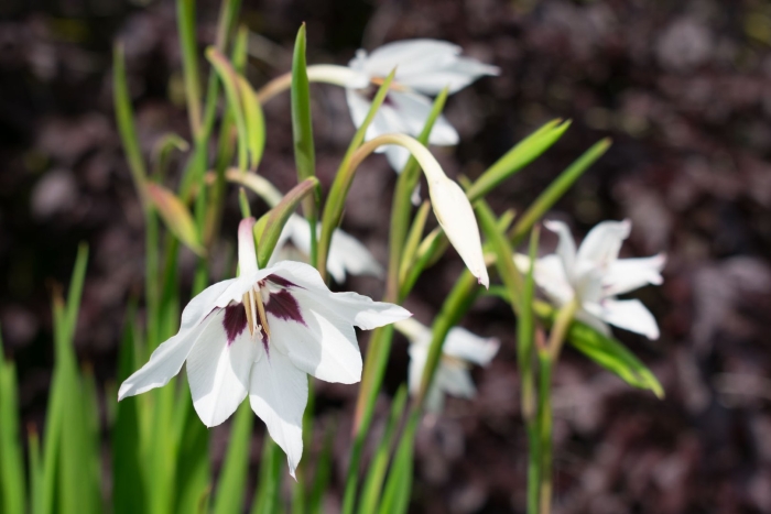 Гладиолус мюриэл ацидантера