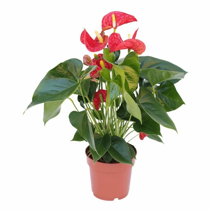 Антуриум андрианум сиерра