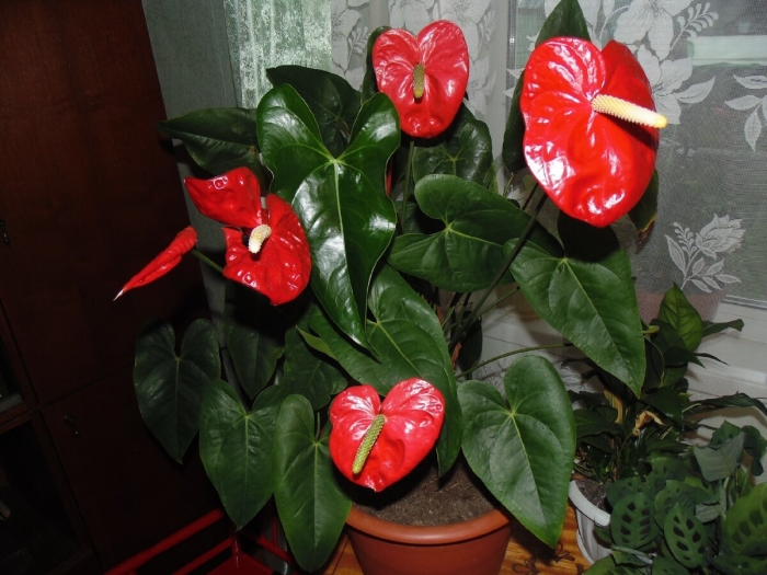 Антуриум красный