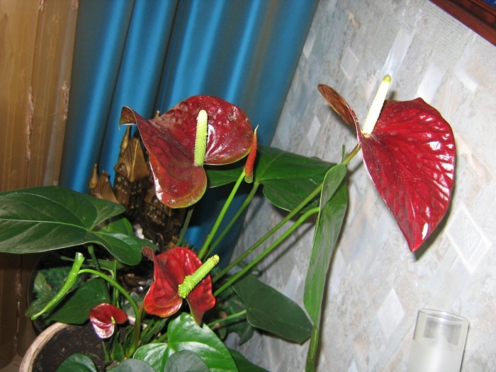 Антуриум джангл буш