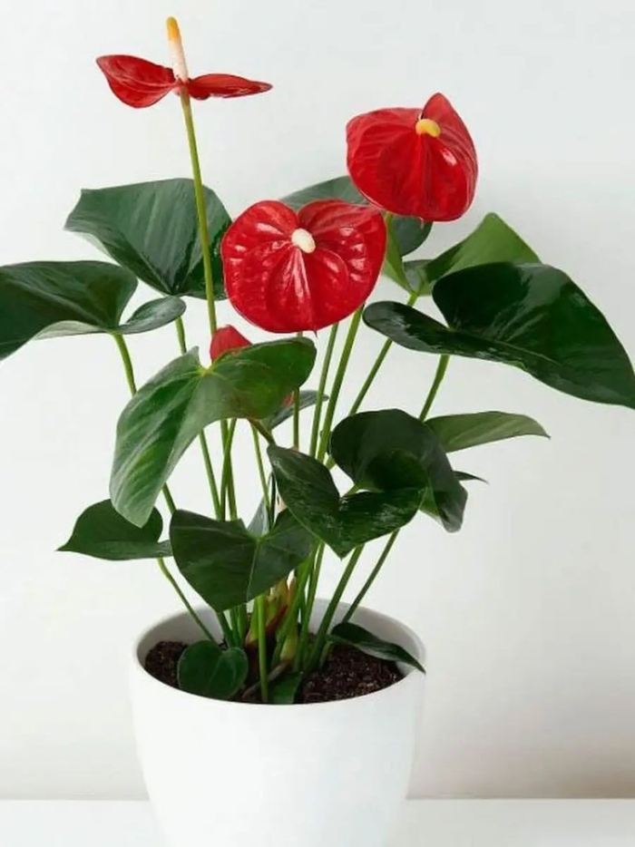 Антуриум андре