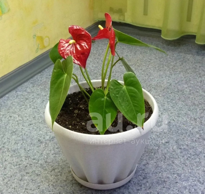 Антуриум мужское счастье