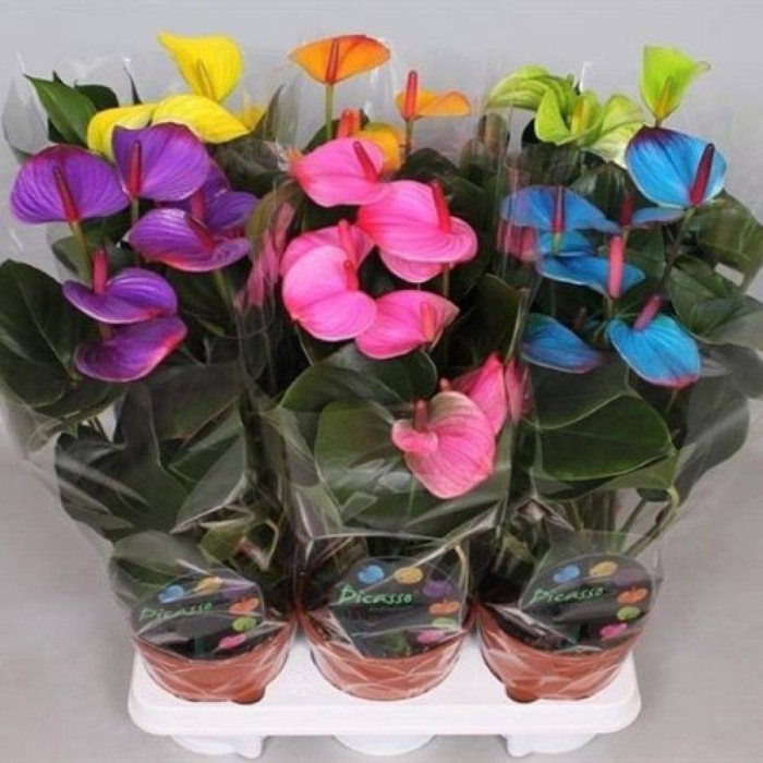 Антуриум андре микс