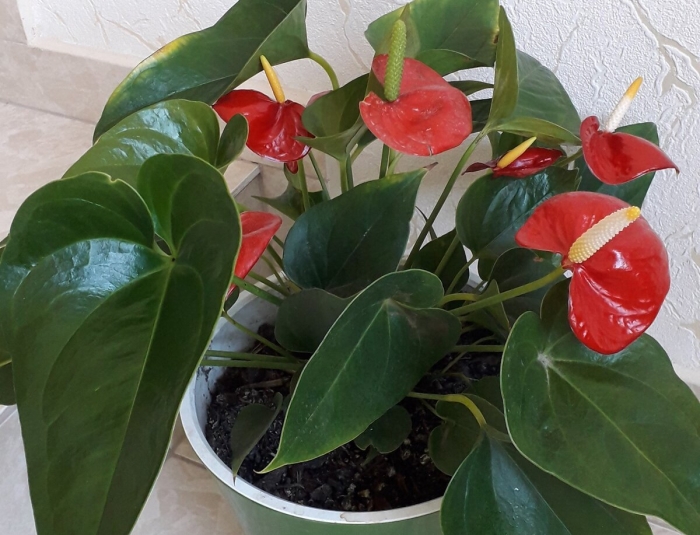Антуриум цветок