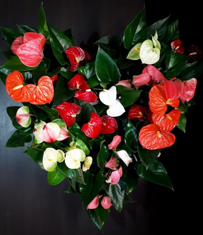 Спатифиллум и антуриум