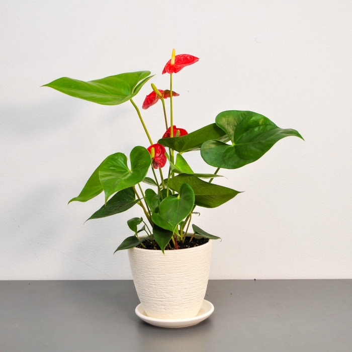 Комнатный цветок красный антуриум